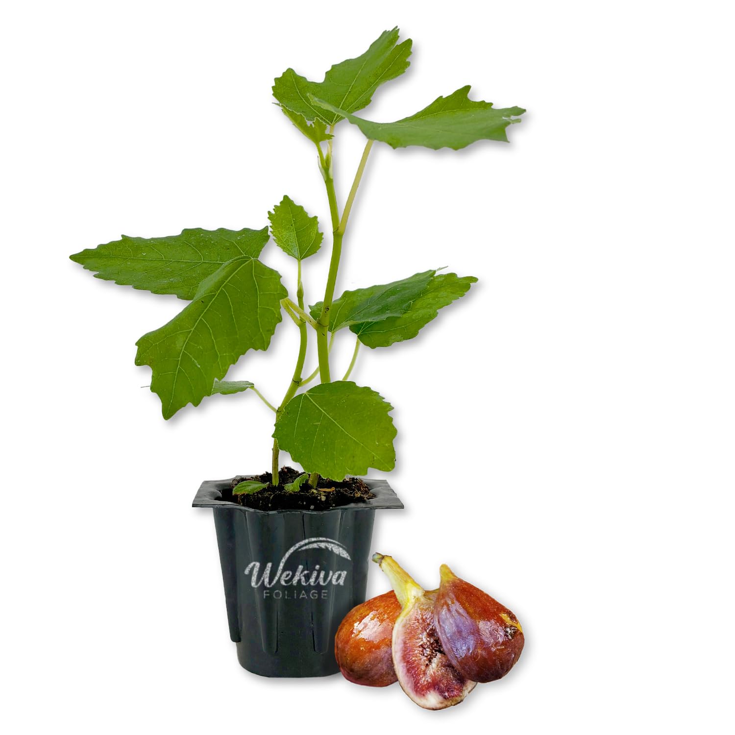 Amazon.com : Olympian Fig Tree - Live Plant in a 2 Inch Pot Amazon.com : Olympian Fig Tree - Live Plant in a 2 Inch Pot